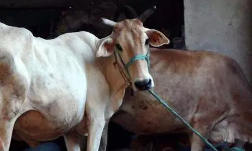 പടക്കം കടിച്ച് പശുവിന് പരിക്ക്; സംഘര്‍ഷാവസ്ഥയില്‍ രാജസ്ഥാന്‍ ഗ്രാമം