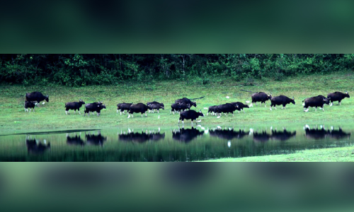 പെ​രി​യാ​ർ കടുവസങ്കേതത്തിൽ വിനോദസഞ്ചാരികൾക്ക് ഇളവ്