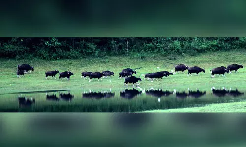 പെ​രി​യാ​ർ കടുവസങ്കേതത്തിൽ വിനോദസഞ്ചാരികൾക്ക് ഇളവ്