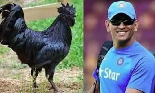 കളിയൊക്കെ തോറ്റ സ്​ഥിതിക്ക്​ കരി​േങ്കാഴികളെ വളർത്താനൊരുങ്ങി ധോണി; 2000 എണ്ണത്തിന്​ ഒാർഡർ നൽകി