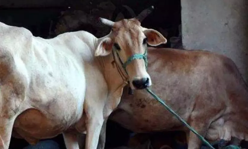 പടക്കം കടിച്ച് പശുവിന് പരിക്ക്; സംഘര്‍ഷാവസ്ഥയില്‍ രാജസ്ഥാന്‍ ഗ്രാമം