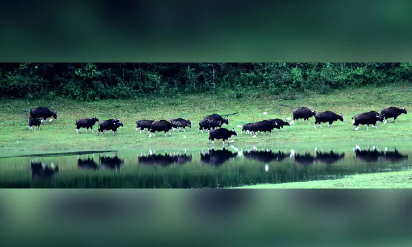 പെരിയാർ കടുവസങ്കേതത്തിൽ വിനോദസഞ്ചാരികൾക്ക് ഇളവ് പെരിയാർ കടുവസങ്കേതത്തിൽ വിനോദസഞ്ചാരികൾക്ക് ഇളവ്