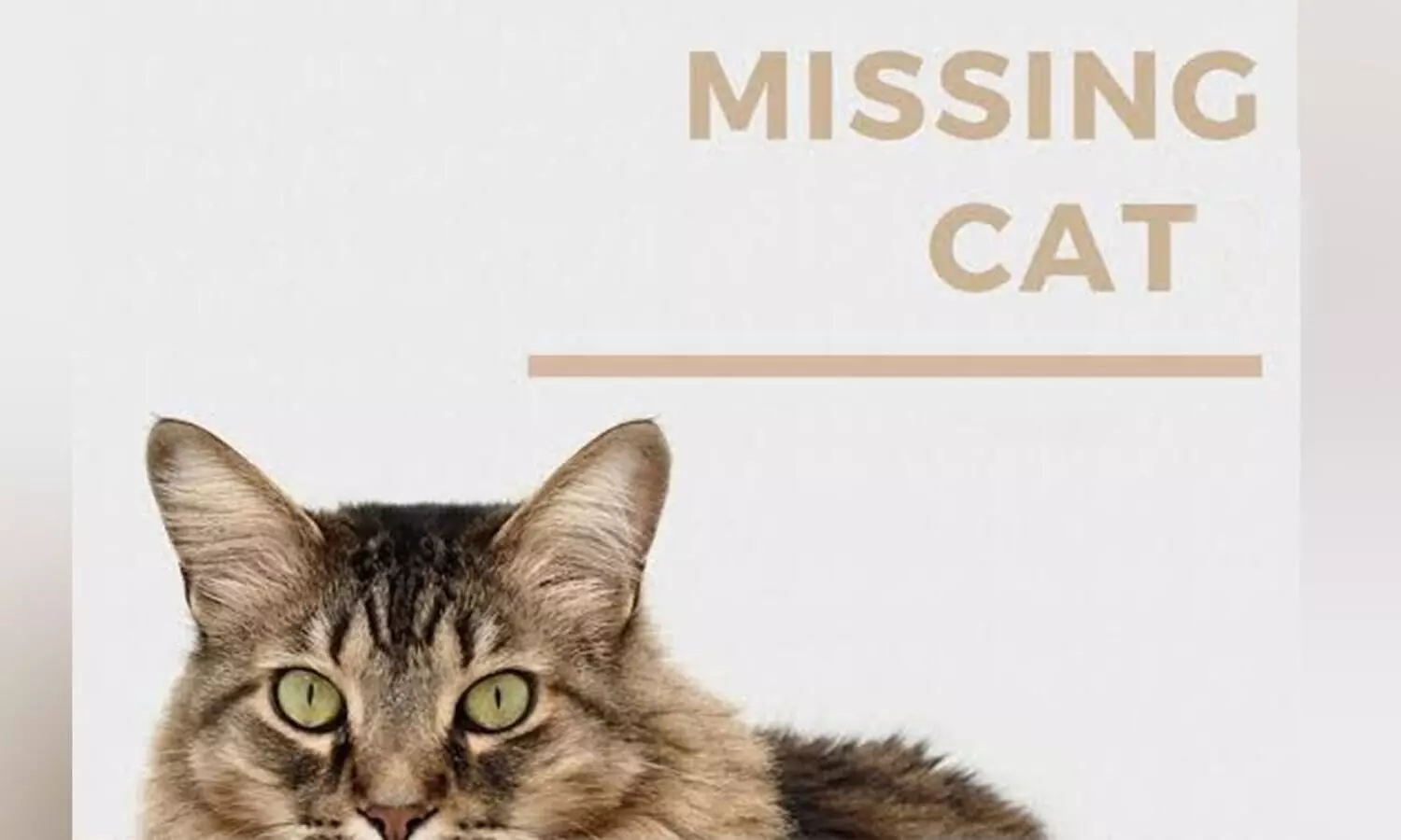 missing cat
