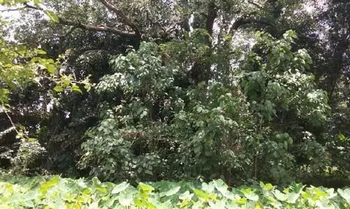 സ്വാതന്ത്ര്യസമര​ പോരാളികളുടെ ഒാർമയിൽ പാണ്ടിക്കാട്​; സ്​മാരകങ്ങൾ കടലാസിൽ