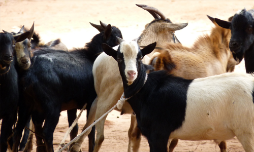 മക്കളെ നായകരാക്കി പിതാവ് നിര്മിക്കുന്ന സിനിമ മുടങ്ങി; പണത്തിനായി ആടുകളെ മോഷ്ടിച്ച സഹോദരങ്ങള് അറസ്റ്റില് മക്കളെ നായകരാക്കി പിതാവ് നിര്മിക്കുന്ന സിനിമ മുടങ്ങി; പണത്തിനായി ആടുകളെ മോഷ്ടിച്ച സഹോദരങ്ങള് അറസ്റ്റില്