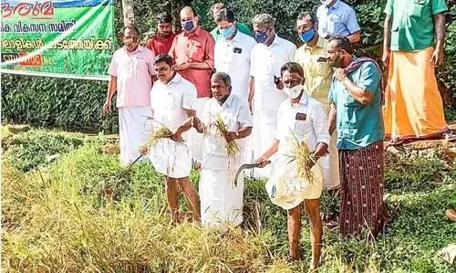 നെല്ല്​ കൊയ്യാൻ നാട്​ ഒത്തുചേർന്നു