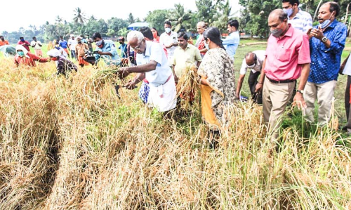 കൊ​മ്പ​ൻ​കു​ഴി പാ​ട​ശേ​ഖ​ര​ത്തി​ൽ നൂ​റു​മേ​നി കൊ​യ്​​ത്​ ര​ക്ത​ശാ​ലി​