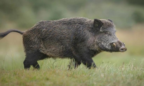 കാട്ടുപന്നിയുടെ കുത്തേറ്റ് തൊഴിലാളി മരിച്ചു