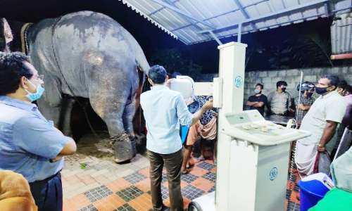 കാറിടിച്ച്​ പരിക്കേറ്റ ആനക്ക് എക്സ്​റേ; വാലിൽ പ്ലാസ്​റ്റർ