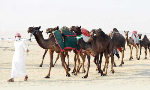 മ​ദീ​ന സാ​യി​ദി​ൽ അ​ൽ ദ​ഫ്ര പൈ​തൃ​ക ഫെ​സ്​​റ്റി​വ​ൽ തു​ട​ങ്ങി