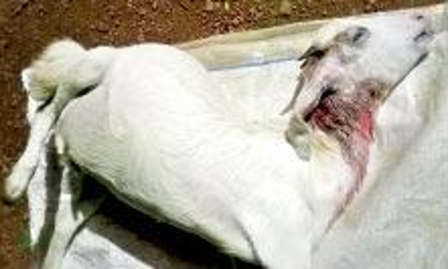 വന്യജീവിയുടെ ആക്രമണത്തില്‍ ആട് ചത്തു