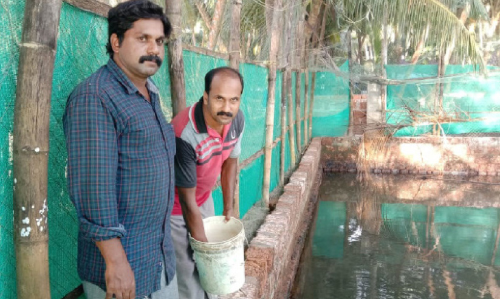 ഇനി ഗൾഫിലേക്കില്ല: മത്സ്യകൃഷിയിൽ പുതുപരീക്ഷണവുമായി സുഹൃത്തുക്കൾ