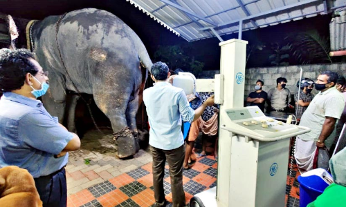 കാറിടിച്ച്​ പരിക്കേറ്റ ആനക്ക് എക്സ്​റേ; വാലിൽ പ്ലാസ്​റ്റർ