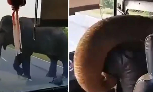 ബസിനകത്തെ പഴക്കുലക്കായി പട്ടാപ്പകൽ ആനയുടെ പിടിച്ചു​പറി; വൈറലായി വിഡിയോ