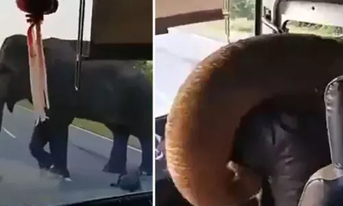 ബസിനകത്തെ പഴക്കുലക്കായി പട്ടാപ്പകൽ ആനയുടെ പിടിച്ചു​പറി; വൈറലായി വിഡിയോ