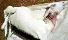 വന്യജീവിയുടെ ആക്രമണത്തില് ആട് ചത്തു വന്യജീവിയുടെ ആക്രമണത്തില് ആട് ചത്തു