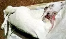 വന്യജീവിയുടെ ആക്രമണത്തില്‍ ആട് ചത്തു