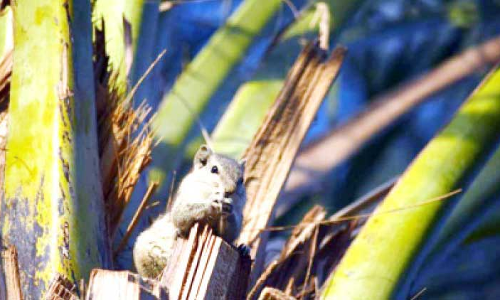 അണ്ണാൻ വിളകൾ നശിപ്പിക്കുന്നതായി കർഷകർ