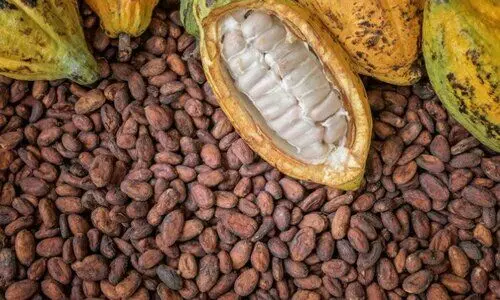 കുത്തകകളുടെ ഒത്തുകളി; കൊക്കോ വില ഇടിയുന്നു