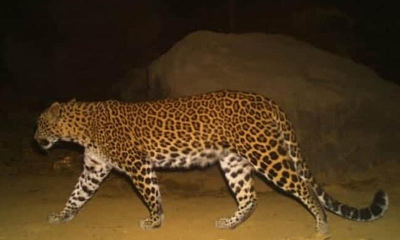 ഗർഭിണിയായ പുലി അജ്ഞാത വാഹനമിടിച്ച് ചത്തു ഗർഭിണിയായ പുലി അജ്ഞാത വാഹനമിടിച്ച് ചത്തു