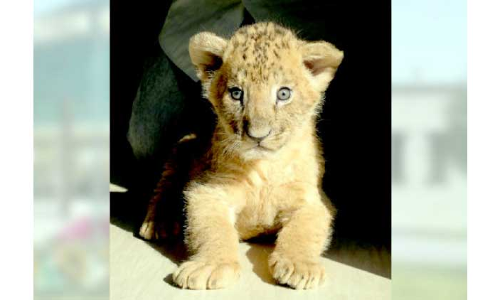 അൽഖോർ മൃഗശാലയിൽ ആഫ്രിക്കൻ സിംഹക്കുഞ്ഞ്​ പിറന്നു