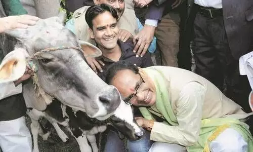 മധ്യപ്രദേശിൽ കൗ കാബിനറ്റ് പ്രഖ്യാപിച്ച്​ മുഖ്യമന്ത്രി