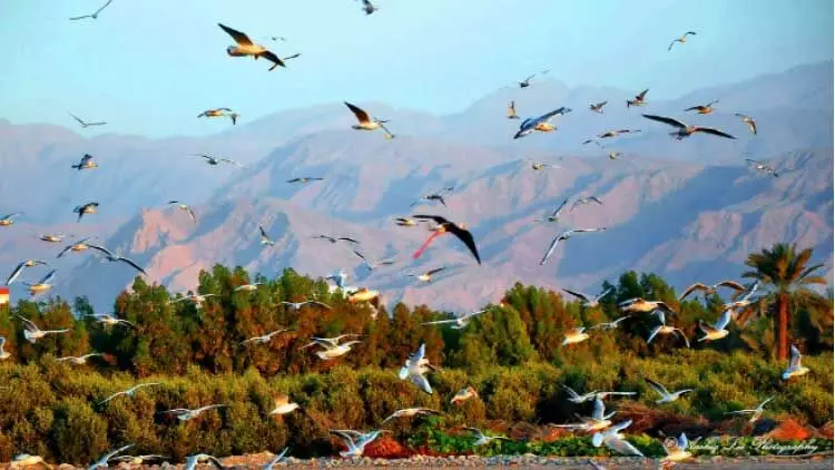 ഗള്‍ഫ് ടൂറിസം: തലസ്ഥാന പദവിയില്‍ രണ്ടാം വര്‍ഷവും റാസല്‍ഖൈമ