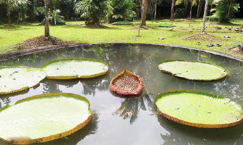 നിലമ്പൂർ തേ​ക്ക് മ‍്യൂ​സി​യം തു​റ​ന്നു; കൗ​തു​ക​മാ​യി ആ​മ​സോ​ൺ ന​ദീ​ത​ട​ങ്ങ​ളി​ലെ ആ​ന​ത്താ​മ​ര