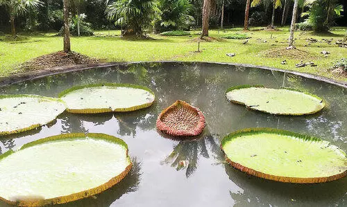 നിലമ്പൂർ തേ​ക്ക് മ‍്യൂ​സി​യം തു​റ​ന്നു; കൗ​തു​ക​മാ​യി ആ​മ​സോ​ൺ ന​ദീ​ത​ട​ങ്ങ​ളി​ലെ ആ​ന​ത്താ​മ​ര