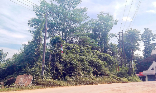 മന്ദിരം ജങ്ഷ​നിലെ കാട്​ യാത്രക്കാർക്ക് വിനയാകുന്നു