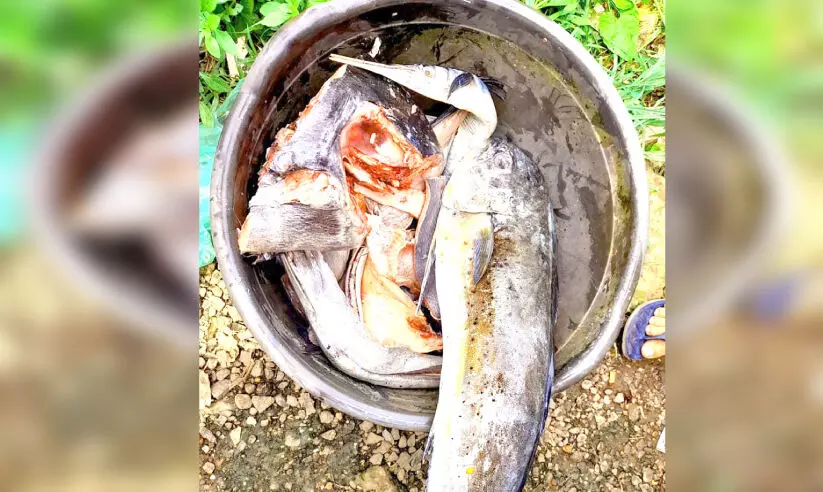 ഒരാഴ്​ചയിലേറെ പഴക്കമുള്ള 22 കിലോ മീൻ പിടിച്ചു