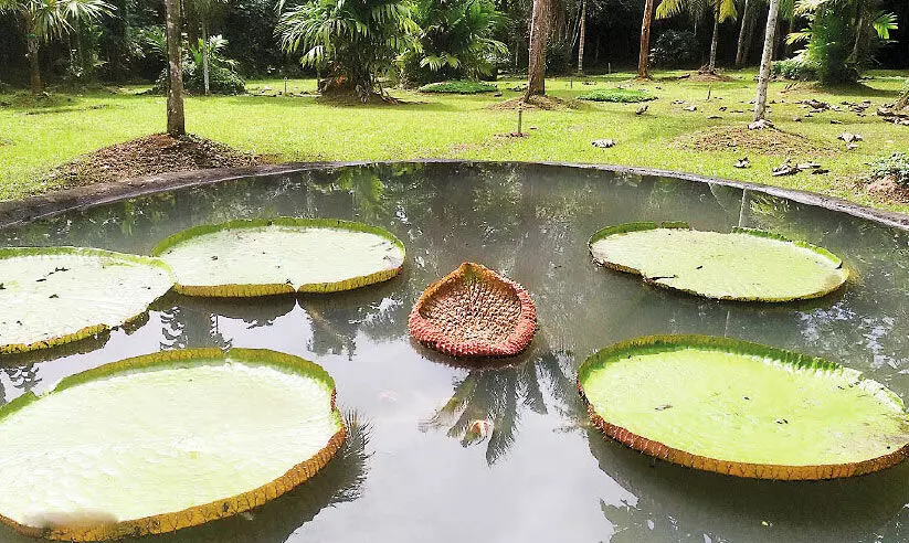 നിലമ്പൂർ തേക്ക് മ്യൂസിയം തുറന്നു; കൗതുകമായി ആമസോൺ നദീതടങ്ങളിലെ ആനത്താമര നിലമ്പൂർ തേക്ക് മ്യൂസിയം തുറന്നു; കൗതുകമായി ആമസോൺ നദീതടങ്ങളിലെ ആനത്താമര