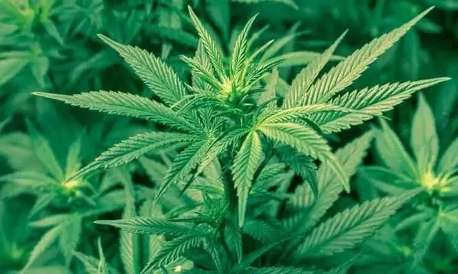 കൊല്ലത്ത് രണ്ട് കോടിയുടെ ഹാഷിഷും കഞ്ചാവും പിടികൂടി കൊല്ലത്ത് രണ്ട് കോടിയുടെ ഹാഷിഷും കഞ്ചാവും പിടികൂടി