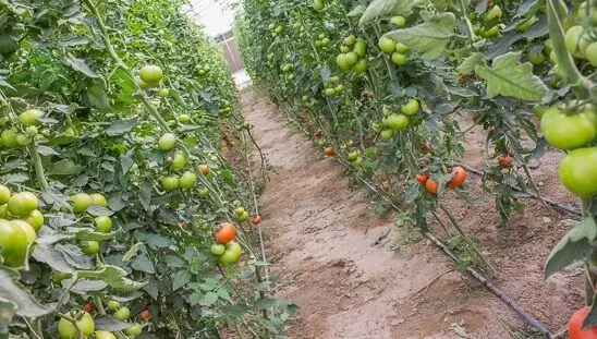 ജോലിക്കാരുടെ ക്ഷാമം; കാർഷിക മേഖല പ്രതിസന്ധിയിൽ ജോലിക്കാരുടെ ക്ഷാമം; കാർഷിക മേഖല പ്രതിസന്ധിയിൽ