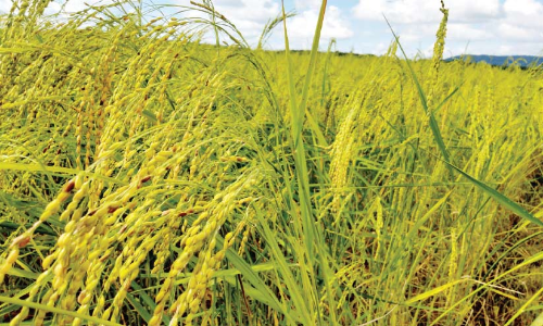 ഗന്ധകശാലയെ മറക്കരുതേ