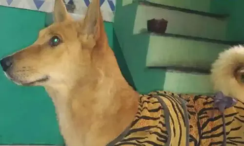 വളർത്തുനായ മരിച്ചതിൽ മനംനൊന്ത്​ യുവതി ജീവനൊടുക്കി