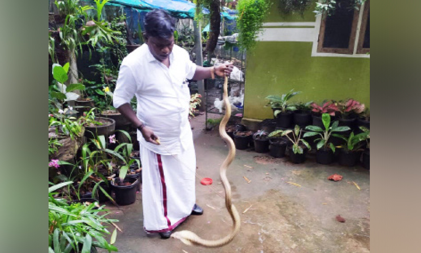 പാമ്പ് പിടിത്തത്തിന് അവധി; അജേഷ് വോട്ടുപിടിത്തത്തിലാണ് പാമ്പ് പിടിത്തത്തിന് അവധി; അജേഷ് വോട്ടുപിടിത്തത്തിലാണ്