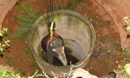 50 അടി താഴ്​ചയിൽ 16 മണിക്കൂർ;   കുട്ടിയാന ജീവനോടെ പുറത്തേക്ക്