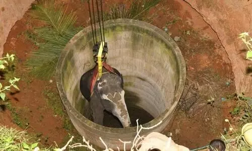 50 അടി താഴ്​ചയിൽ 16 മണിക്കൂർ;   കുട്ടിയാന ജീവനോടെ പുറത്തേക്ക്