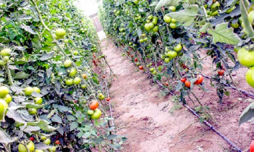 ജോലിക്കാരുടെ ക്ഷാമം; കാർഷിക മേഖല പ്രതിസന്ധിയിൽ