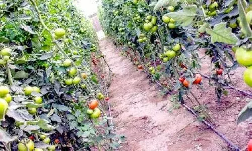 ജോലിക്കാരുടെ ക്ഷാമം; കാർഷിക മേഖല പ്രതിസന്ധിയിൽ