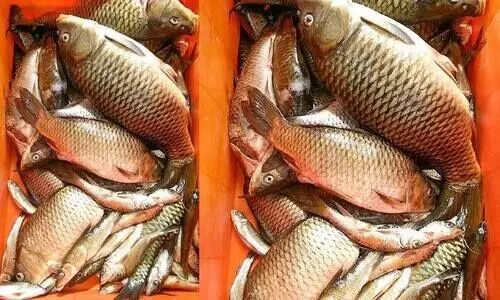 തേക്കടി തടാകത്തിൽ മത്സ്യം കുറവ്:  ആദിവാസി കുടുംബങ്ങൾ പ്രതിസന്ധിയിൽ