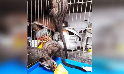 വീട്ടിൽ മരപ്പട്ടികൾ കുടുങ്ങി