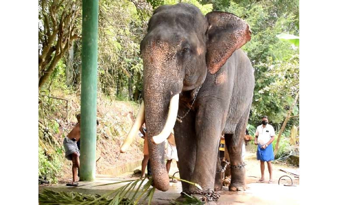വകുപ്പുകള്‍ തമ്മിലുള്ള തര്‍ക്കം ആനക്ക്​ ദുരിതമാകുന്നു; വല്ലഭ​െൻറ കൊമ്പ് ഇനിയും മുറിച്ചില്ല
