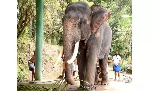 വകുപ്പുകള്‍ തമ്മിലുള്ള തര്‍ക്കം ആനക്ക്​ ദുരിതമാകുന്നു; വല്ലഭ​െൻറ കൊമ്പ് ഇനിയും മുറിച്ചില്ല