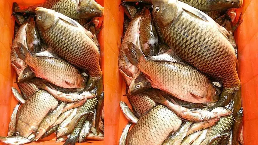 തേക്കടി തടാകത്തിൽ മത്സ്യം കുറവ്:  ആദിവാസി കുടുംബങ്ങൾ പ്രതിസന്ധിയിൽ