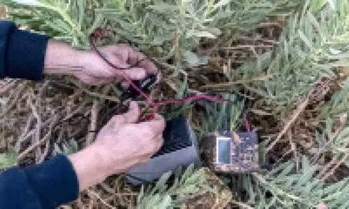 ദേശാടനപ്പക്ഷികളെ കുടുക്കുന്ന ഉപകരണങ്ങൾ പിടിച്ചെടുത്തു