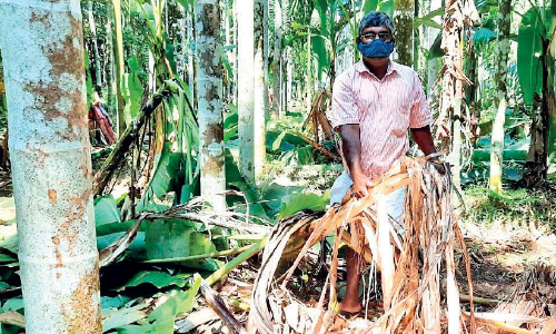 കാട്ടാന വിളയാട്ടം   ചോക്കാട്ട് കർഷകർ ദുരിതത്തിൽ