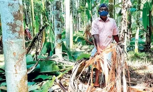 കാട്ടാന വിളയാട്ടം   ചോക്കാട്ട് കർഷകർ ദുരിതത്തിൽ