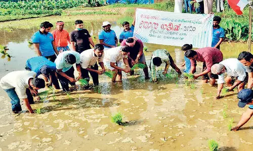 യുവ കൂട്ടായ്മയിൽ നെൽകൃഷി